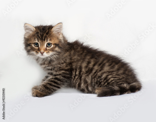 Fluffy Siberian striped kitten sitting on gray