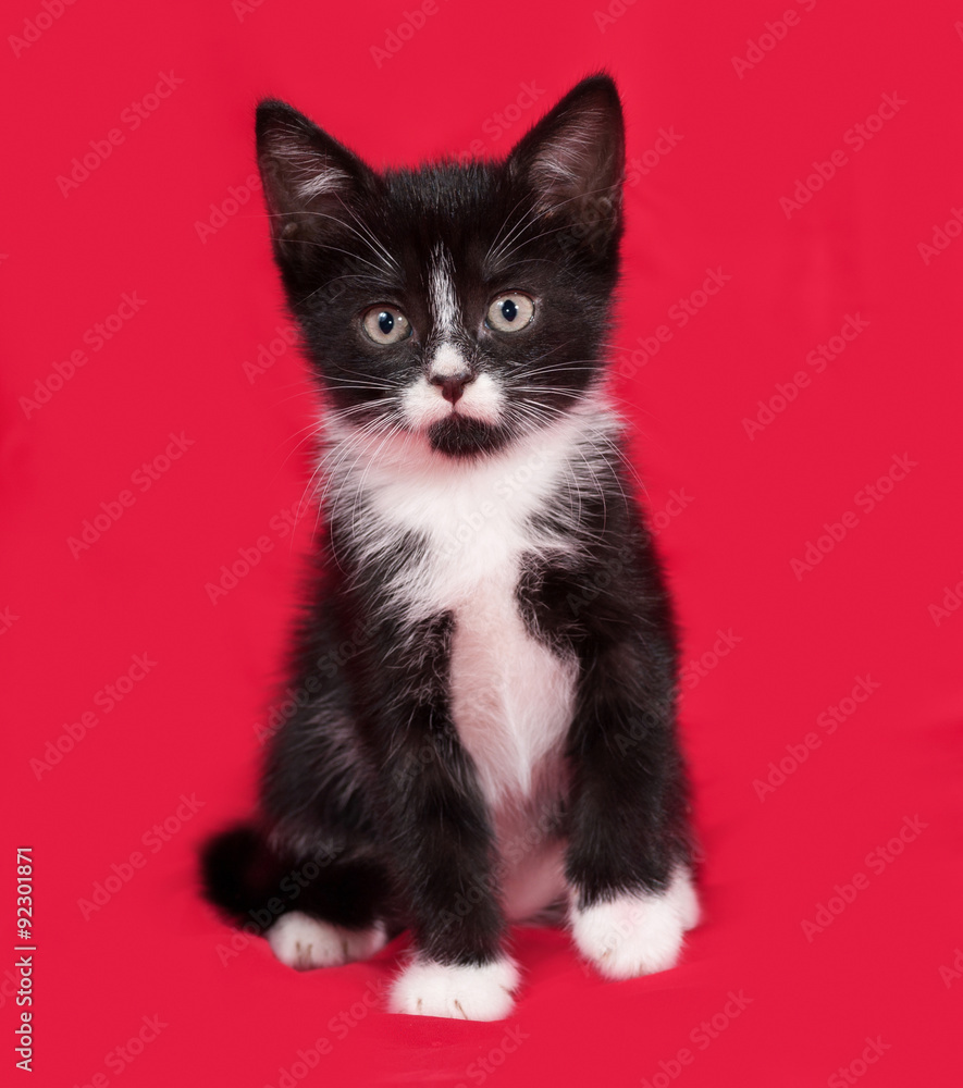 Black and white kitten sitting on red