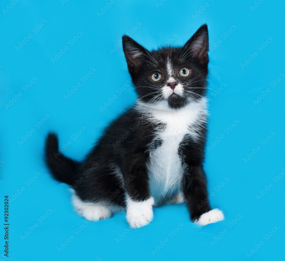 Black and white kitten sitting on blue