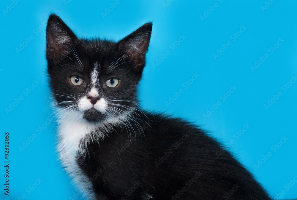 Black and white kitten sitting on blue