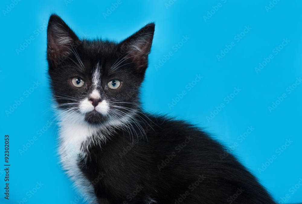 Black and white kitten sitting on blue Black and white kitten sitting on blue