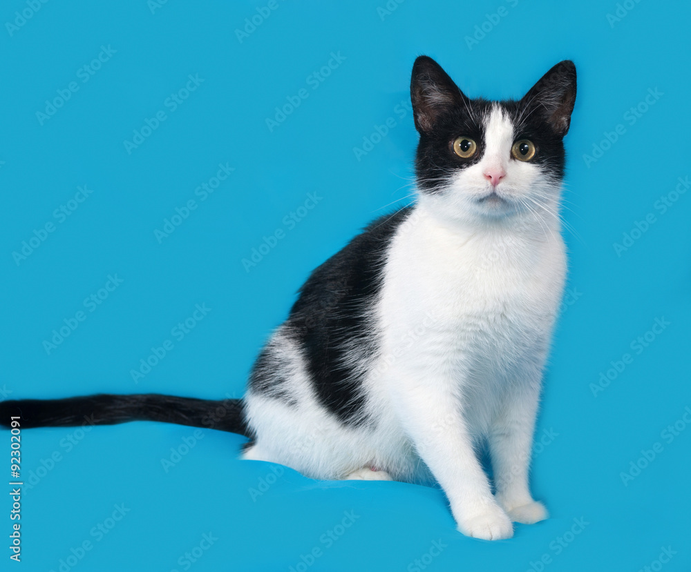 White and black cat sittng on blue White and black cat sittng on blue