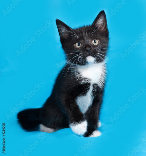 Black and white kitten sitting on blue