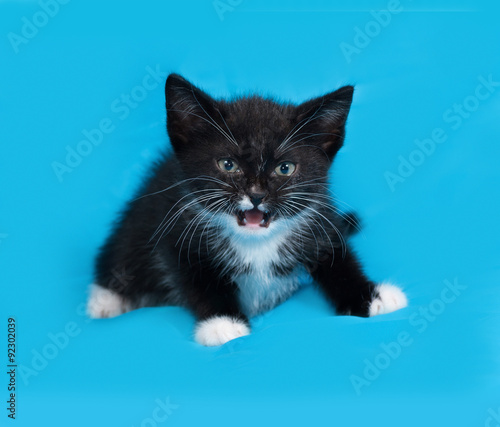 Black and white kitten lies on blue