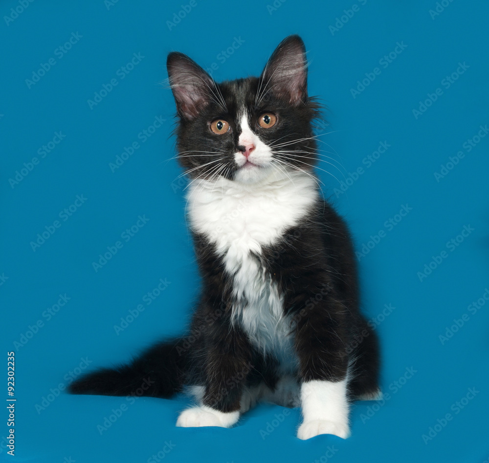 Black and white fluffy kitten sits on blue Black and white fluffy kitten sits on blue