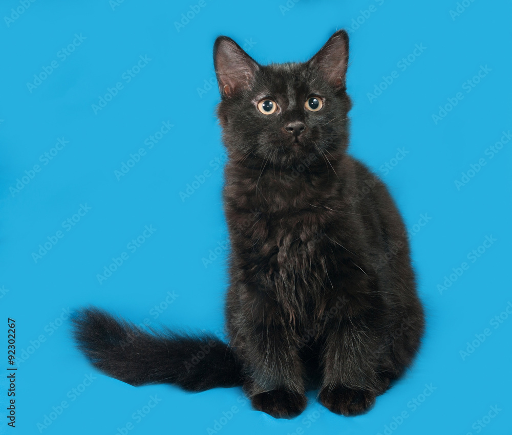 Black fluffy kitten sits on blue