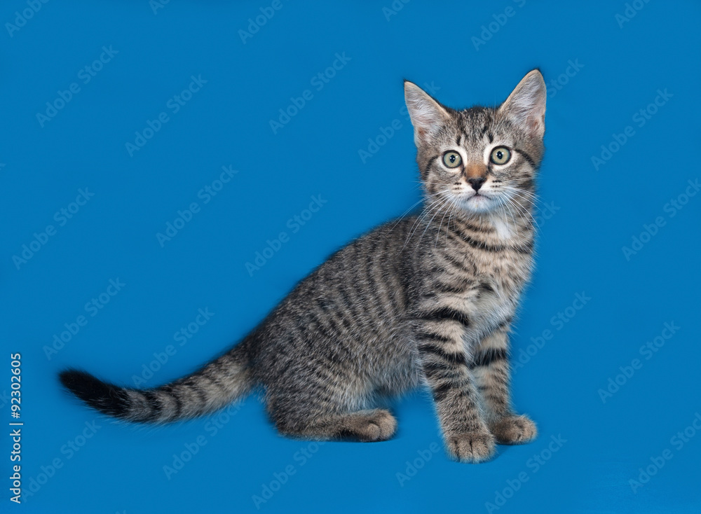 Obraz premium Striped kitten sitting on blue