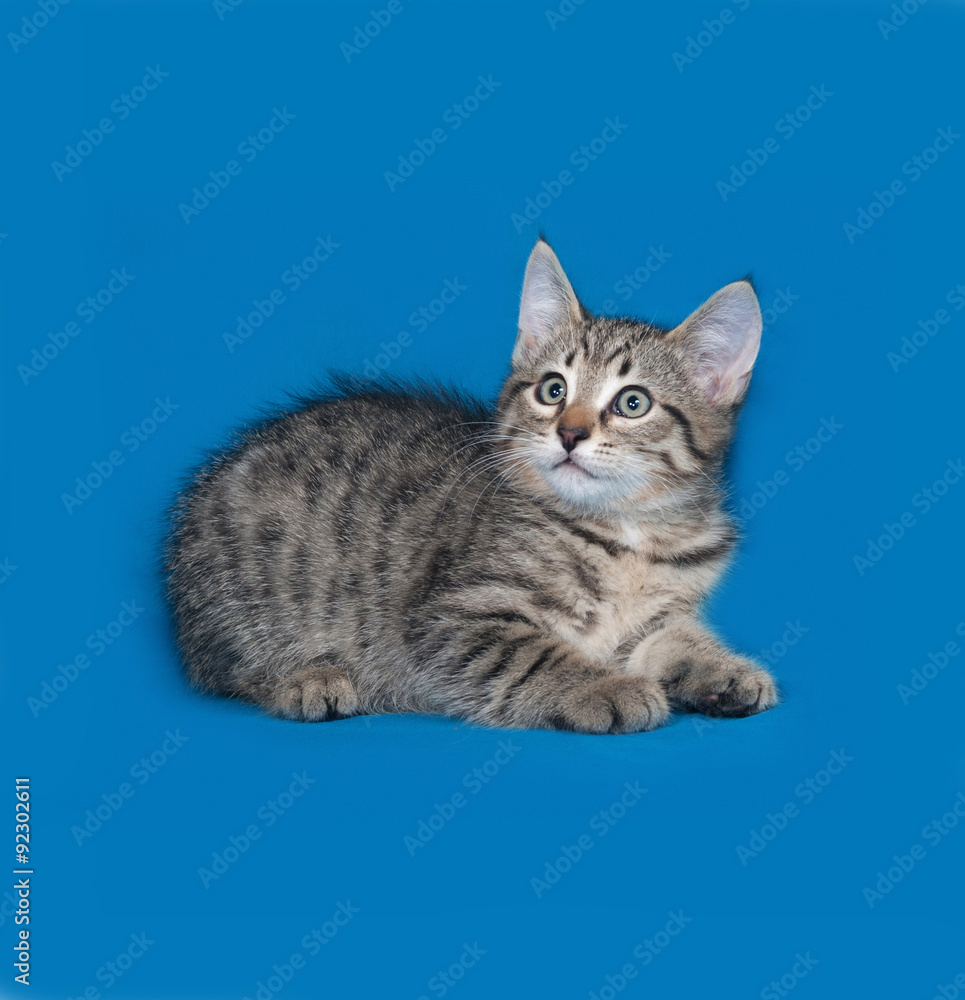 Striped kitten lies on blue