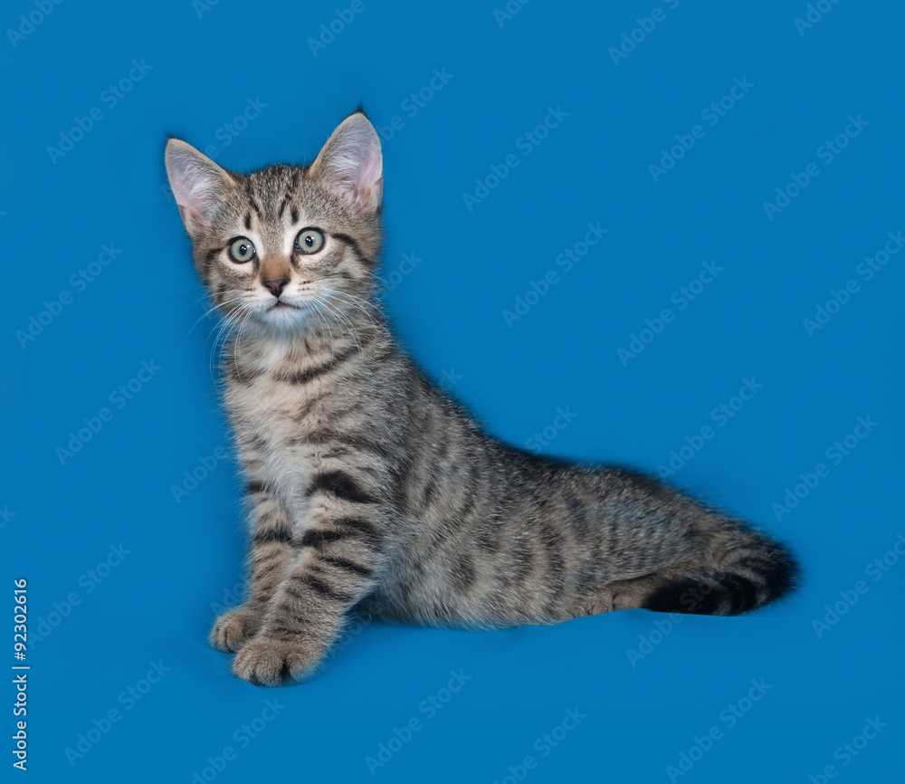 Striped kitten lying on blue Striped kitten lying on blue