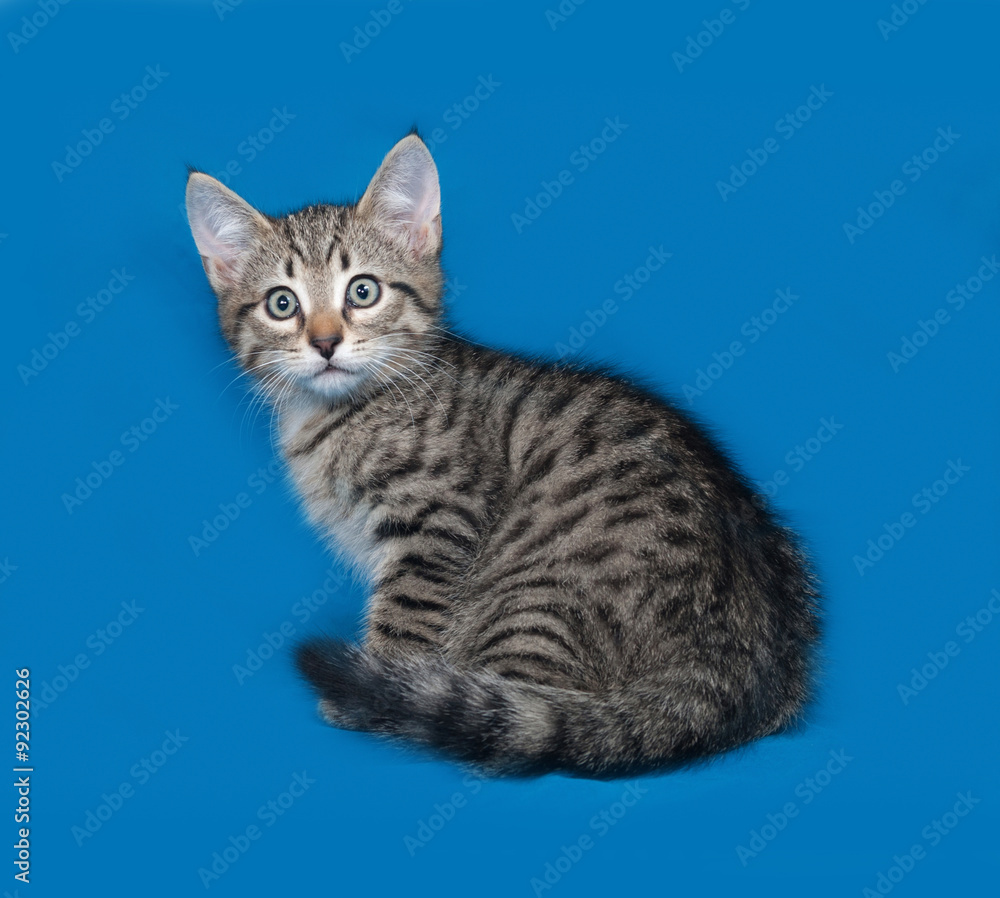 Striped kitten sitting on blue