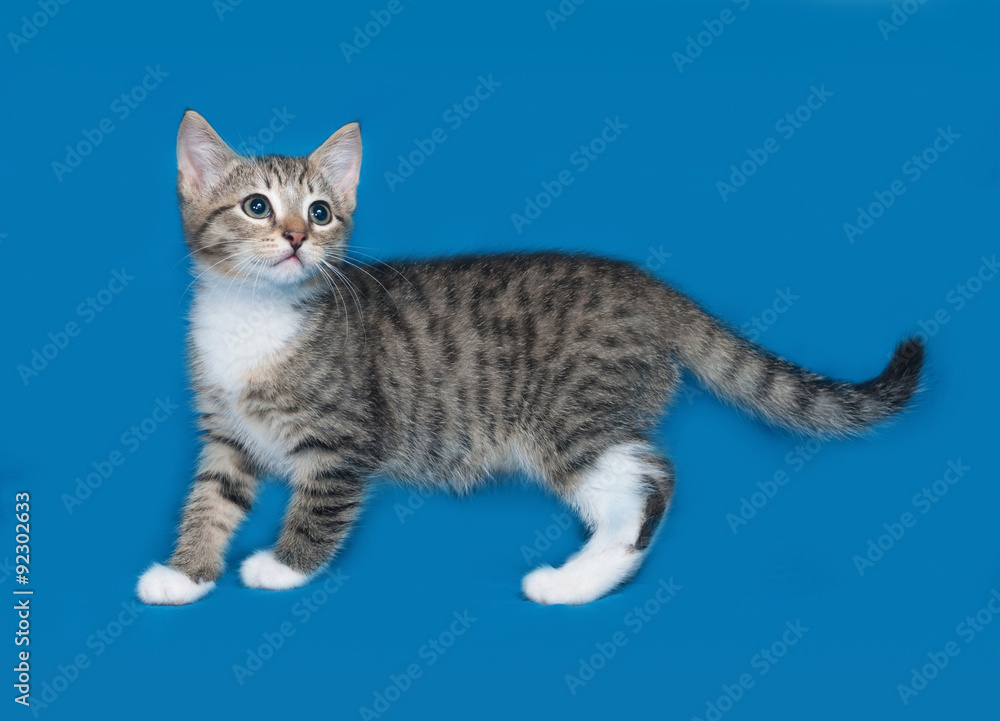 Striped kitten standing on blue
