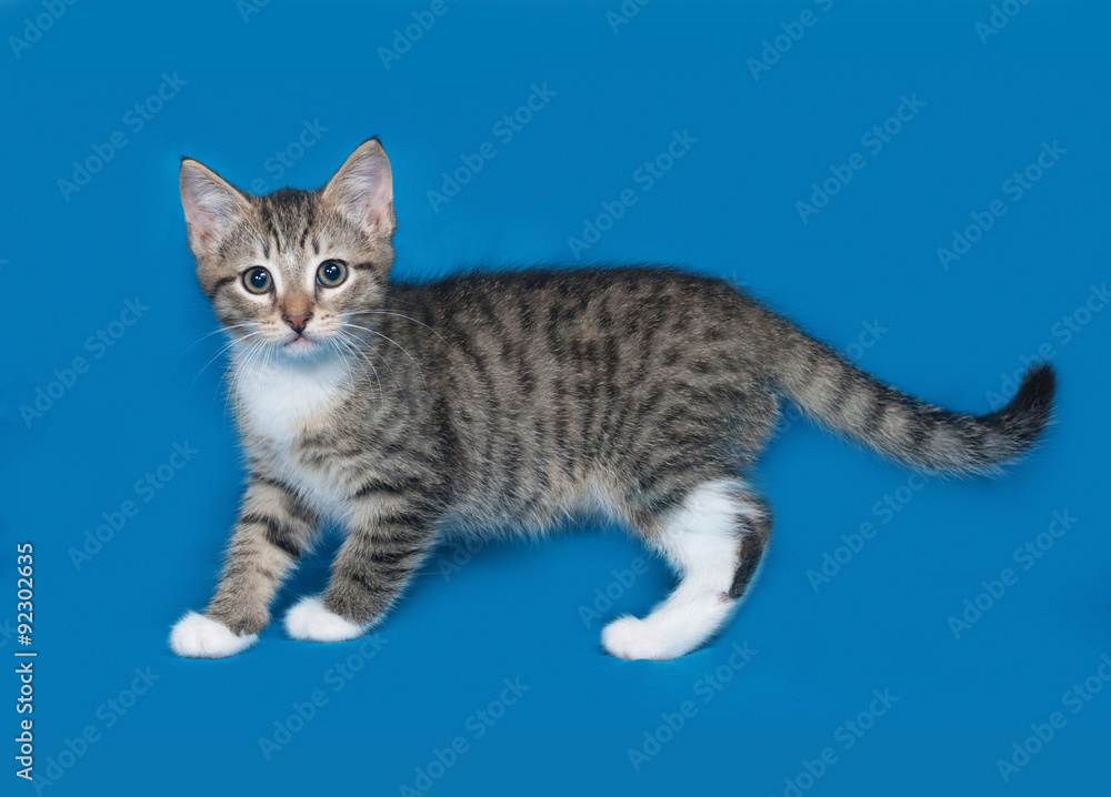Tabby kitten on blue Tabby kitten on blue