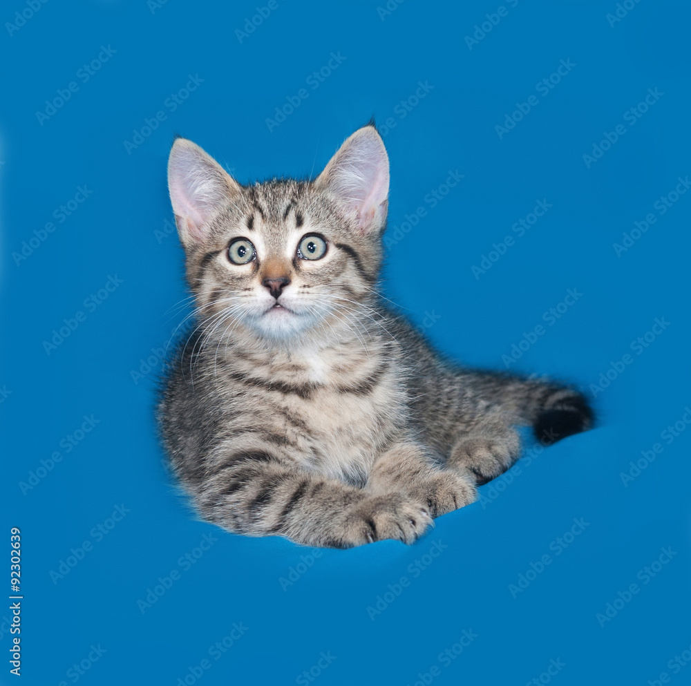 Striped kitten lying on blue