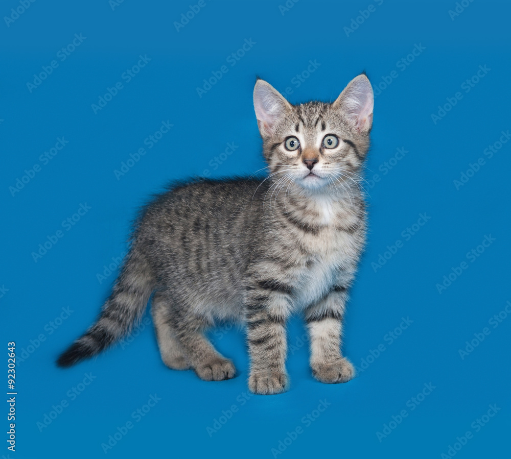 Striped kitten standing on blue