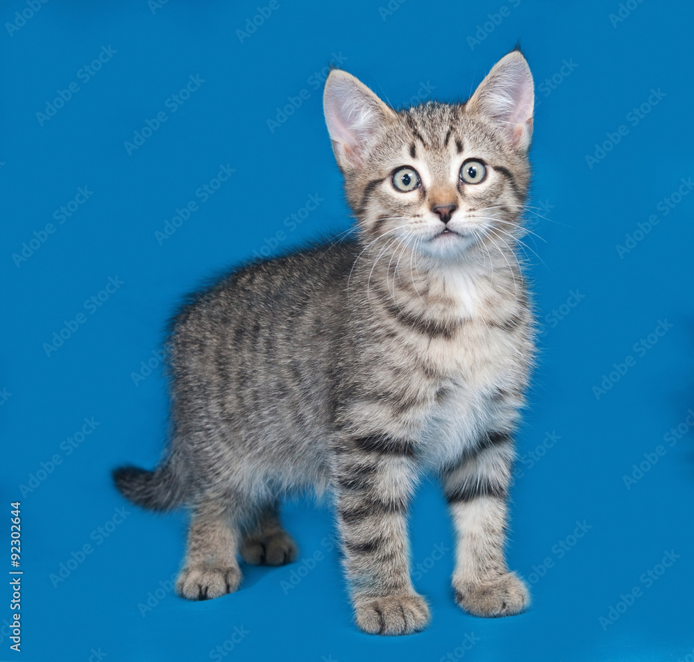 Striped kitten standing on blue