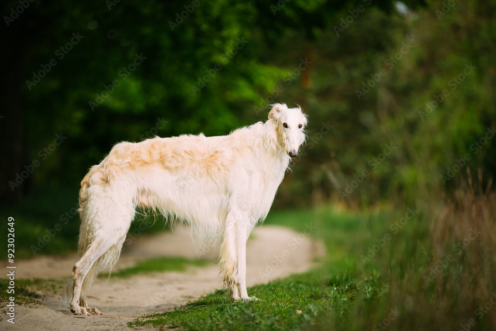 White Russian Wolfhound Dog, Borzoi, Hunting dog, Sighthound sta White Russian Wolfhound Dog, Borzoi, Hunting dog, Sighthound sta