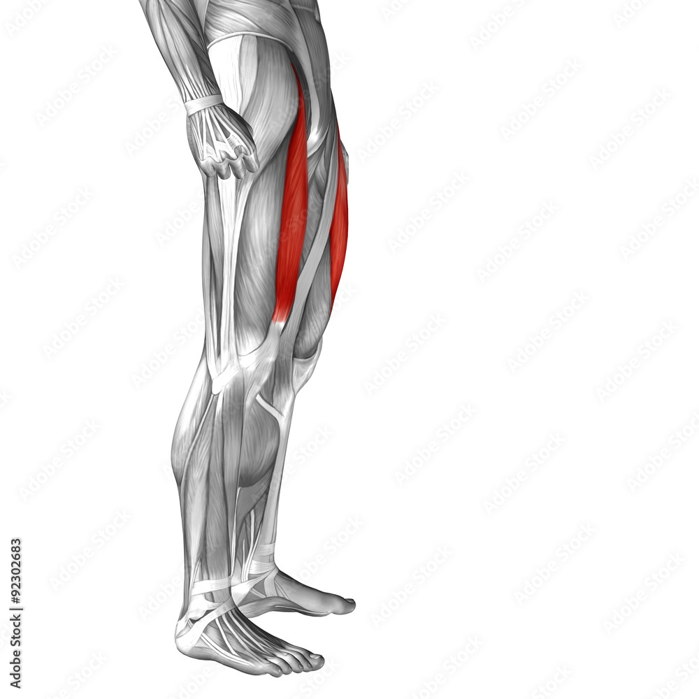 Conceptual 3D human front upper leg muscle anatomy Conceptual 3D human front upper leg muscle anatomy
