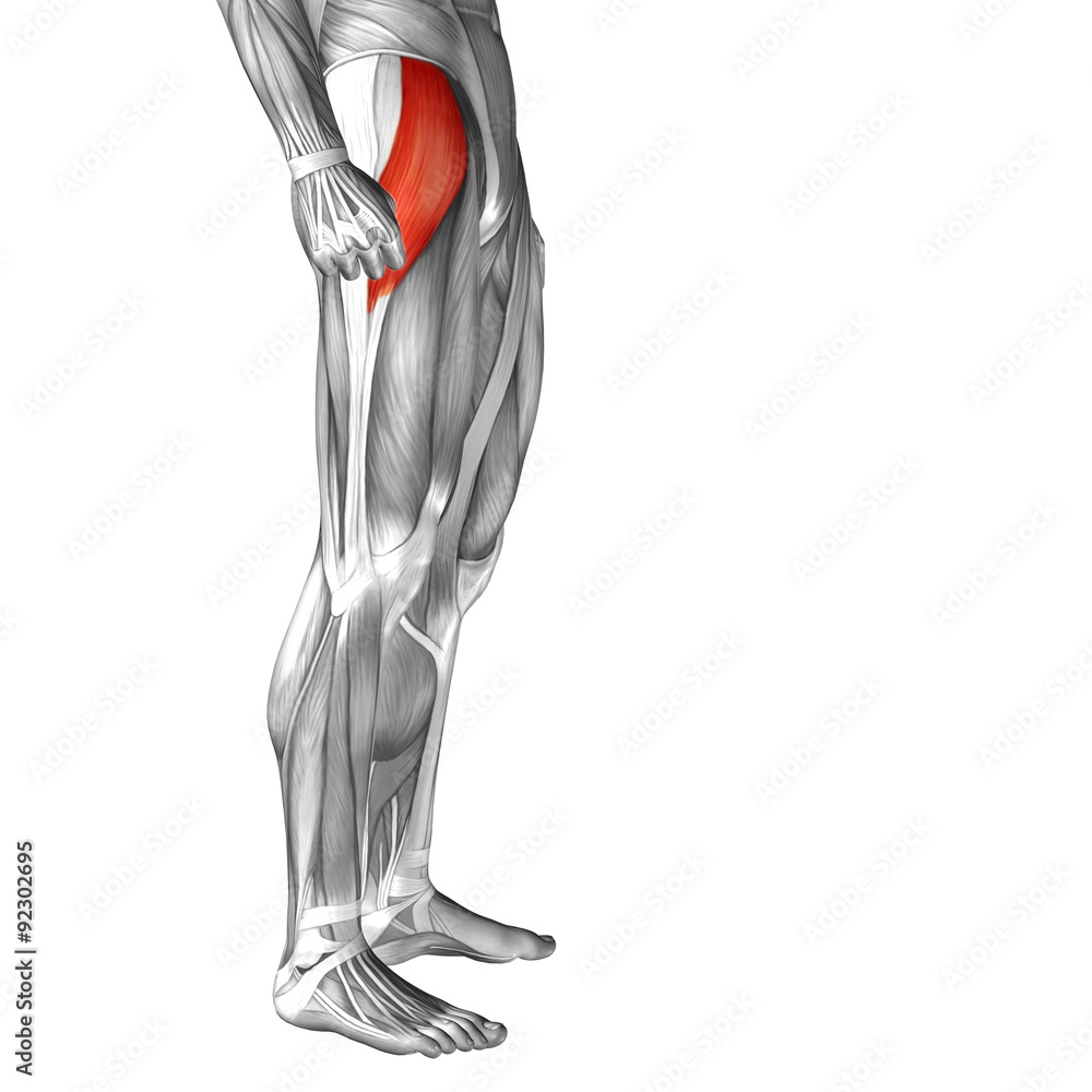 Conceptual 3D human front upper leg muscle anatomy Conceptual 3D human front upper leg muscle anatomy