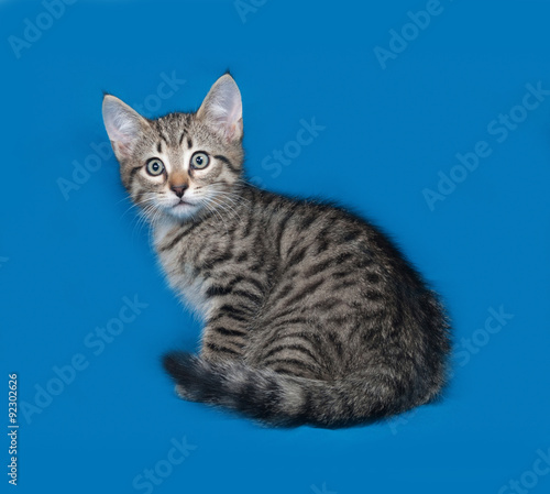 Striped kitten sitting on blue © Hanna Darzy