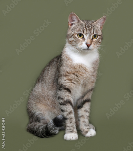 Tabby and white cat sitting on green