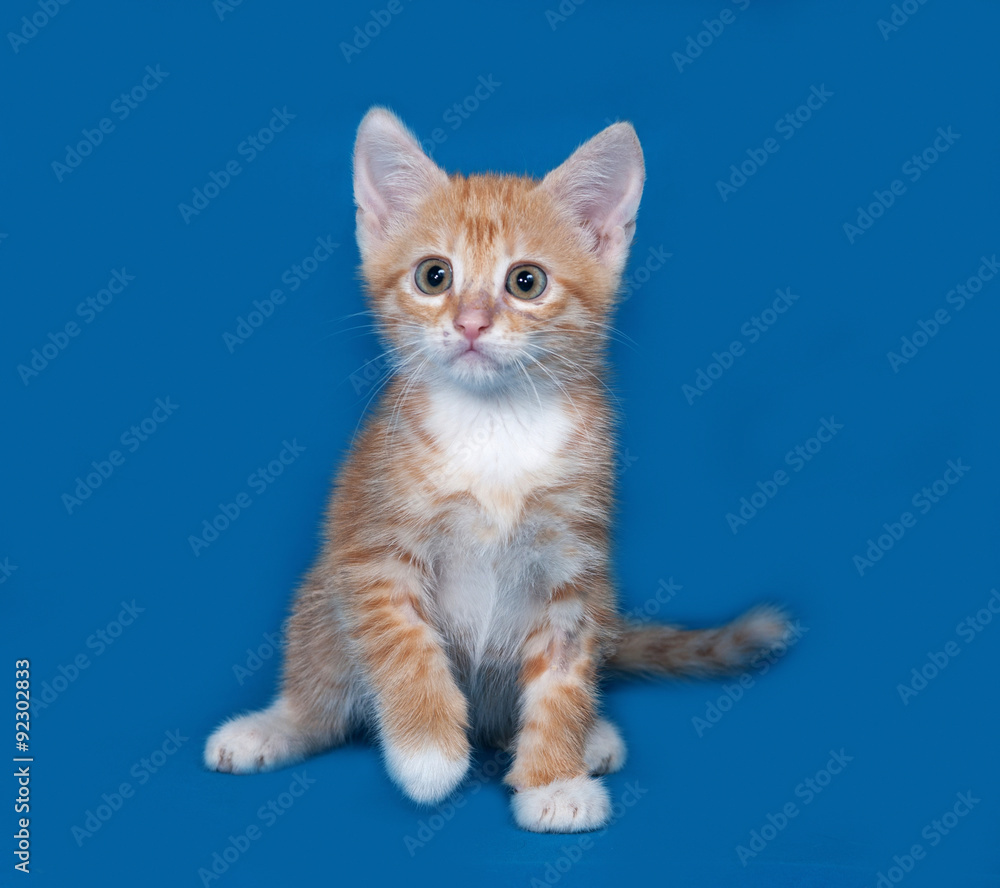 Red and white kitten sitting on blue