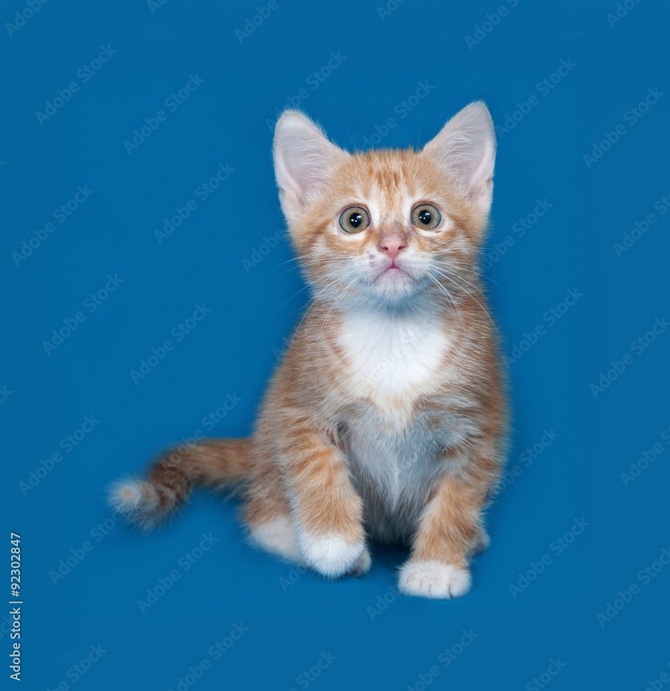 Red and white kitten sitting on blue