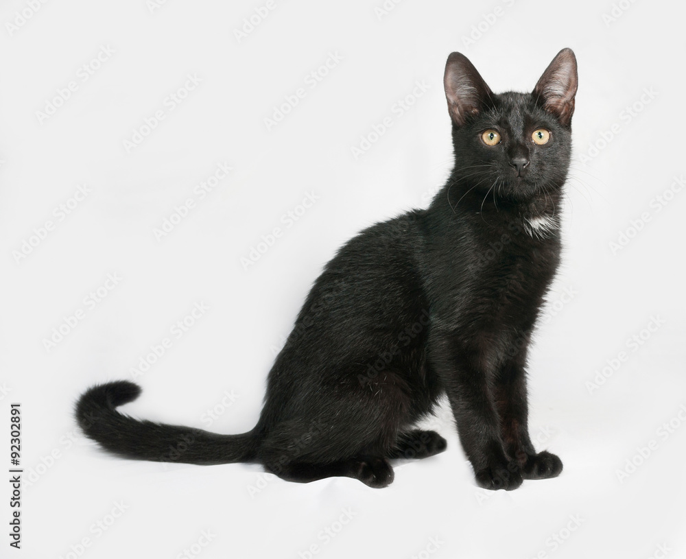 Black and white fluffy kitten sits on gray Black and white fluffy kitten sits on gray