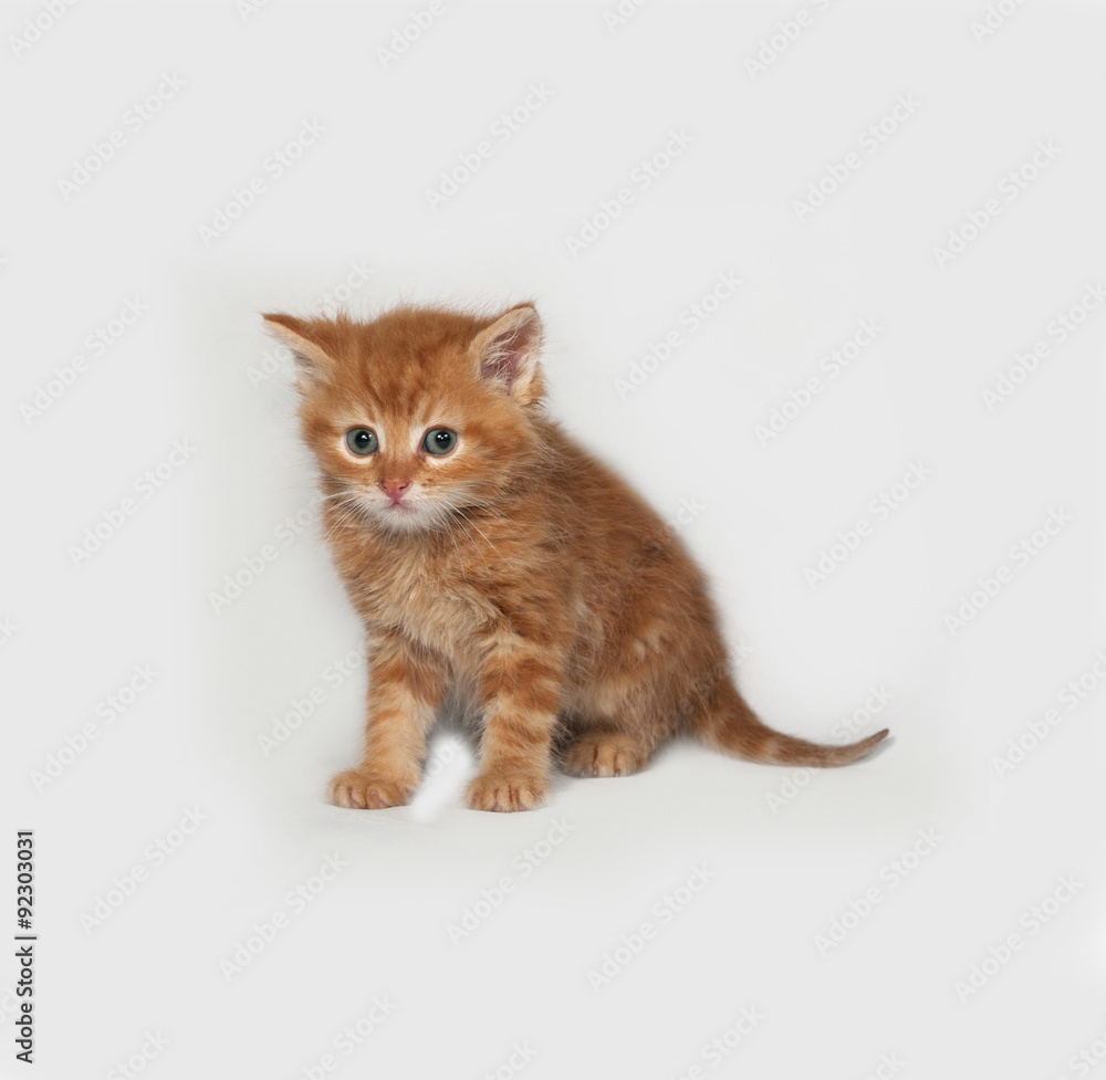 Red fluffy kitten standing on gray
