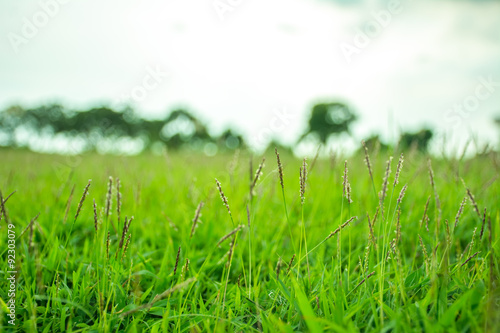 Abstract blur grass with blue sky use for background