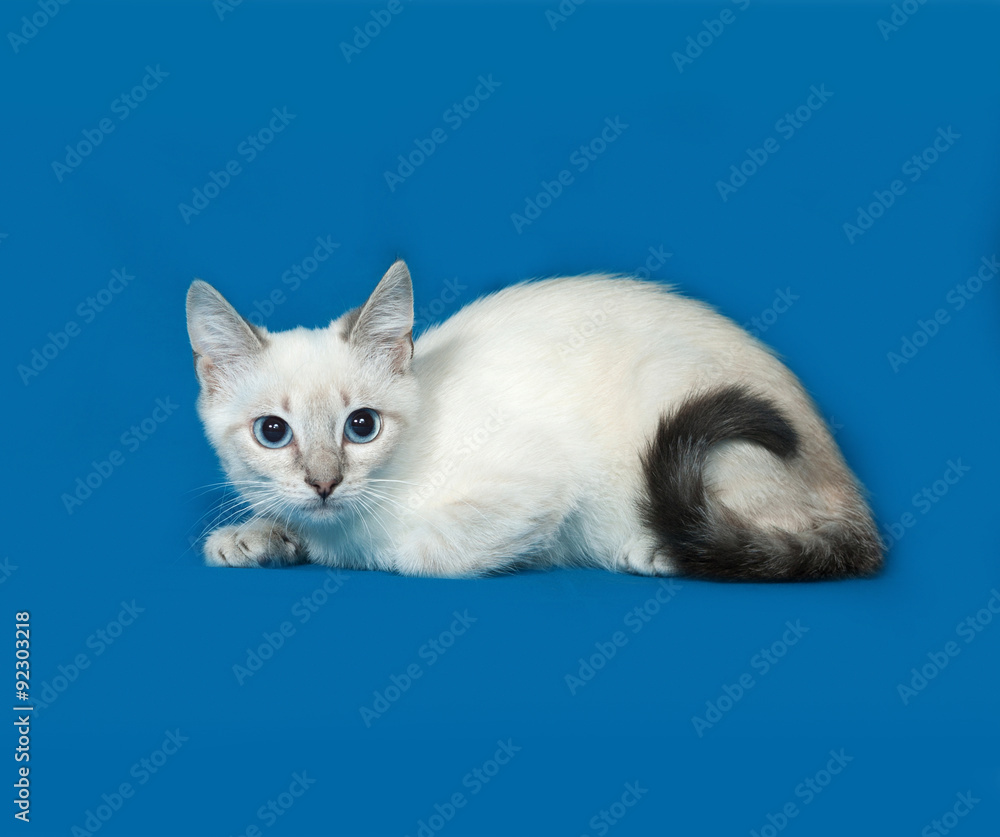 White Thai kitten lying on blue