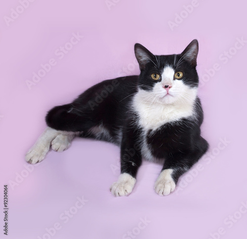 Black and white cat lying on lilac