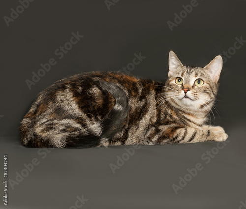 Fototapeta Naklejka Na Ścianę i Meble -  Striped gray cat sitting on dark gray