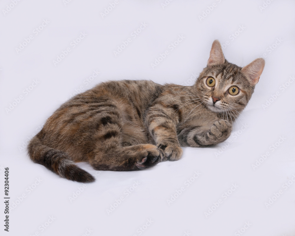 Tricolor striped cat lies on gray
