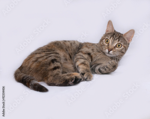 Tricolor striped cat lies on gray