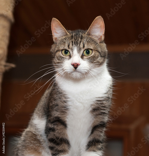 Grey tabby cat and kittens to sit on scratching post