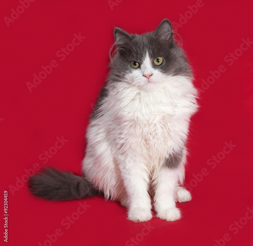 Fluffy gray and white kitten sitting on red