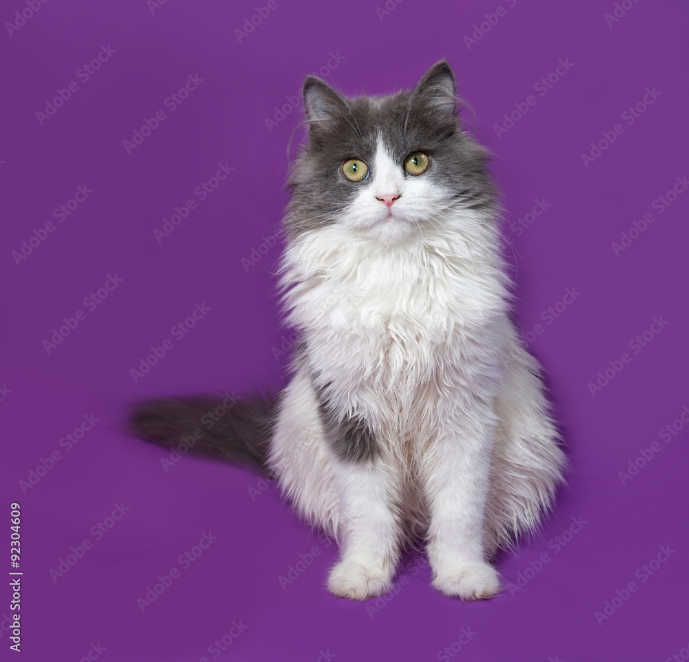 Fluffy gray and white kitten sitting on lilac