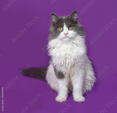 Fluffy gray and white kitten sitting on lilac