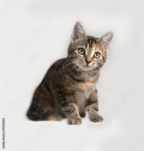 Tricolor kitten sitting on gray