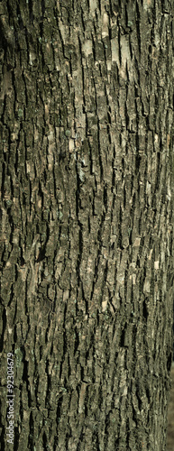 Texture of old tree bark with green moss