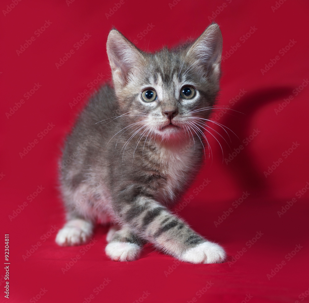 Obraz premium Striped and white kitten going on red
