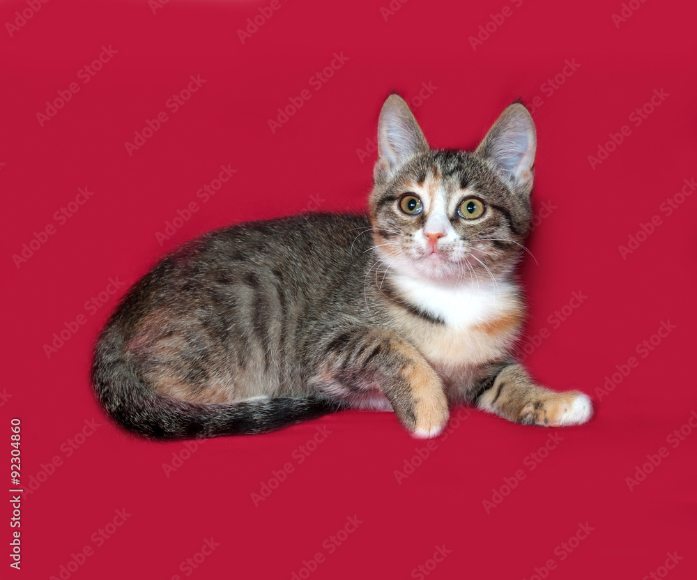 Tricolor kitten lying on red