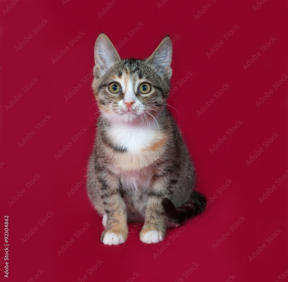 Tricolor kitten sitting on red