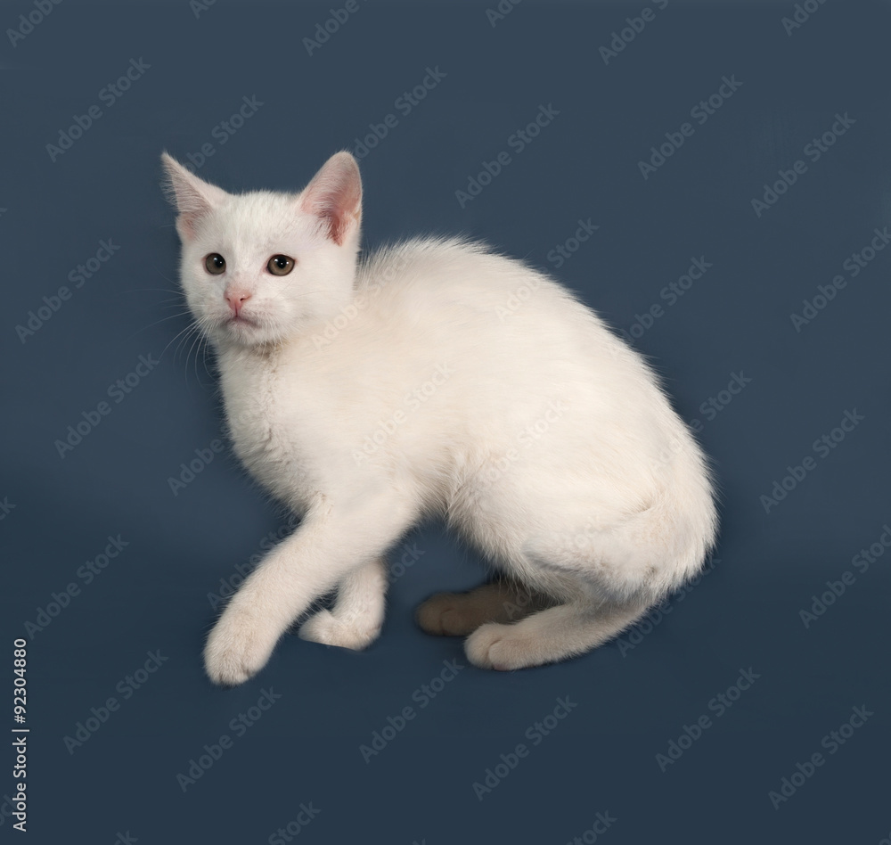 Small white kitten sitting on gray