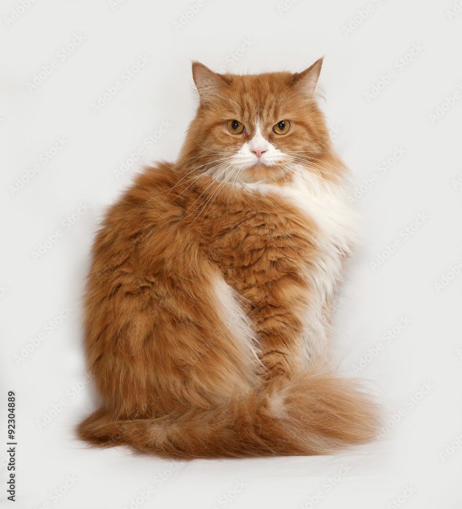 Fluffy red and white cat sitting on gray