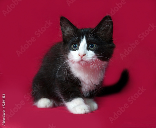 Black and white kitten sitting on red