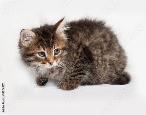 Fluffy Siberian striped kitten standing on gray © Hanna Darzy