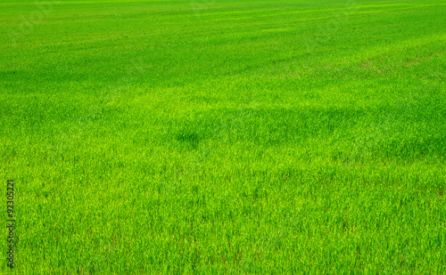 Wallpaper Mural Green grass Torontodigital.ca