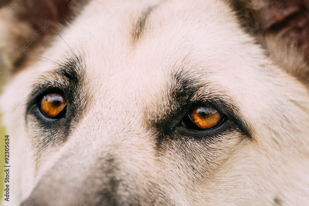 Fototapeta Close up portrait of young Happy East European Shepherd dog