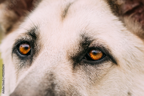 Close up portrait of young Happy East European Shepherd dog